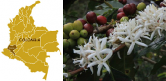 哥倫比亞考卡省卓越杯水洗精品咖啡豆品種種植市場價格簡介