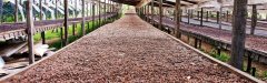 巴拿馬鄧肯莊園Duncan波奎特產區日曬卡杜拉精品咖啡豆起源發展歷