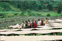 布隆迪Burundi卡揚札省日曬波旁種精品咖啡豆風味口感香氣特徵描