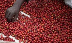 巴拿馬波奎特艾利達莊園日曬鐵皮卡精品咖啡豆品種種植市場價格簡
