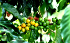哥斯達黎加塔拉珠奧蒂斯崗巖黃蜜處理瑰夏品種種植市場價格簡介