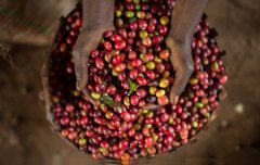 肯尼亞冽裏產區TOP珍珠圓豆PB精品咖啡豆種植情況地理位置氣候海