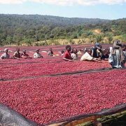 埃塞西達摩日曬古吉精品咖啡豆品種種植市場價格簡介