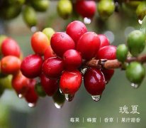 巴拿馬翡翠莊園瑰夏藍標水洗精品咖啡豆風味口感香氣特徵描述簡介