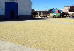 玻利維亞的的喀喀湖叩小農水洗鐵畢卡精品咖啡豆種植情況地理位置