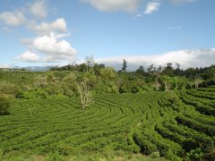 巴拿馬伊列塔莊園SHB卡杜拉精品咖啡豆品種種植市場價格簡介