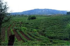 巴西南米納斯半日曬波旁種精品咖啡豆品種種植市場價格簡介