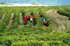 巴西南米納斯半日曬波旁種精品咖啡豆種植情況地理位置氣候海拔簡