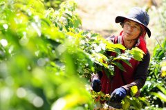 沒錢又沒權的23歲泰國青年，把咖啡豆帶往全世界