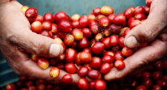 巴拿馬波魁特含70%瑰夏花蝴蝶精品咖啡豆的故事典故