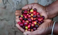 巴拿馬哈特曼莊園卡杜拉紅酒處理法精品咖啡豆的手衝參數建議