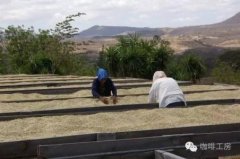 尼加拉瓜暴風莊園日曬象豆種精品咖啡豆故事特點