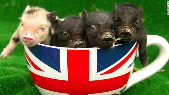 世界各國開萌貓咪咖啡館還不夠，英國的豬豬咖啡館也來湊熱鬧