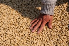 薩爾瓦多聖塔瑞塔莊園黃波旁水洗咖啡豆差別、區分及獲獎情況
