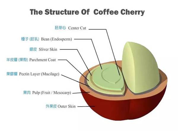 乾貨 | 解密咖啡豆到咖啡飲料的蛻變歷程