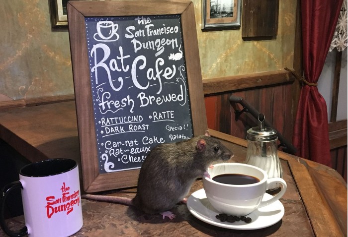 舊金山地牢公園將迎來首家老鼠主題咖啡館 不是米奇哦～