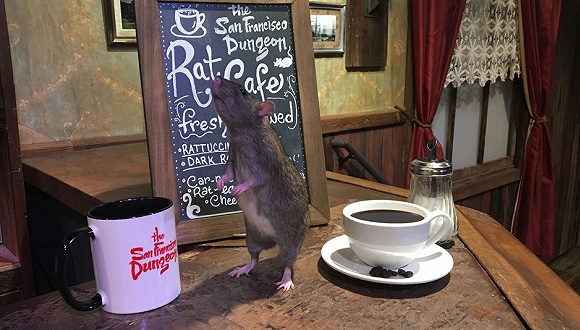 這家咖啡館吸引顧客的方式 是放出一堆老鼠