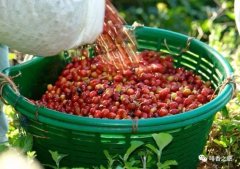 巴拿馬翡翠莊園的傳奇歷史以及名品豆的特色和風味