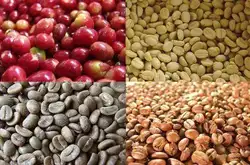 星巴克買的阿拉比卡咖啡豆需要注意什麼