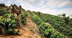 緬甸計劃完成20萬英畝的咖啡種植面積