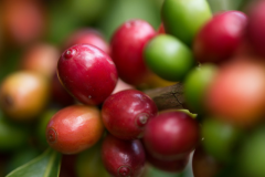 厄瓜多爾咖啡單品豆風味描述特點種植歷史種植信息