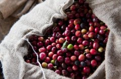 烏干達咖啡單品豆種植信息風味描述產區分佈種植品種