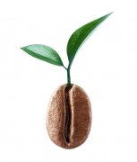 薩爾瓦多喜馬拉雅莊園單品豆咖啡豆獲獎情況風味描述特點