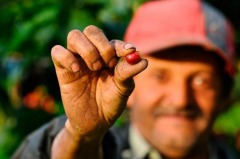 巴拿馬哈特曼莊園咖啡豆單品豆酒處理法介紹風味描述種植產區