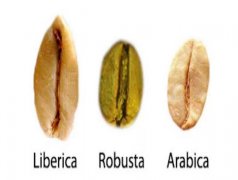 科普 | 帶你認識中美洲各國的咖啡（上）
