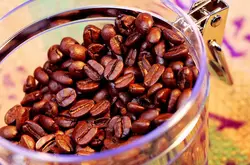 瑪翡咖啡介紹，阿里山瑪翡咖啡品種簡介