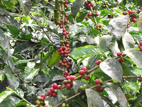 厄瓜多爾咖啡產區種植風味描述介紹