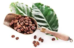 薩爾瓦多咖啡豆氣候特徵氣候特徵以及簡介