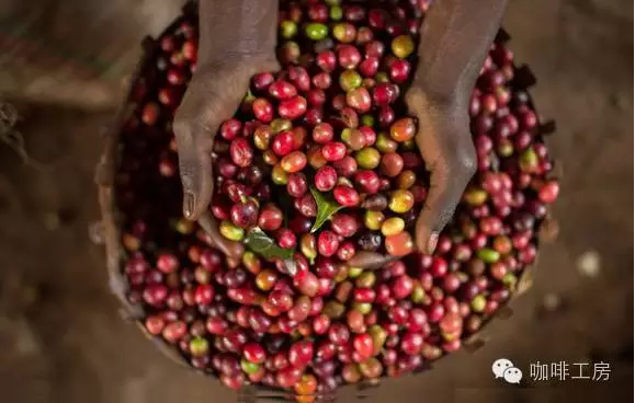 非洲精品咖啡產區介紹——嘔心瀝血整理