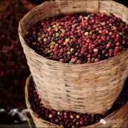 洪都拉斯成爲世界第五大咖啡出口國