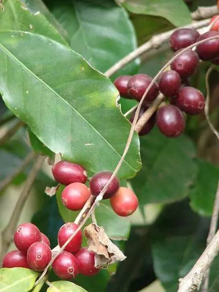 你想過氣候變化對咖啡種植會有什麼影響嗎？