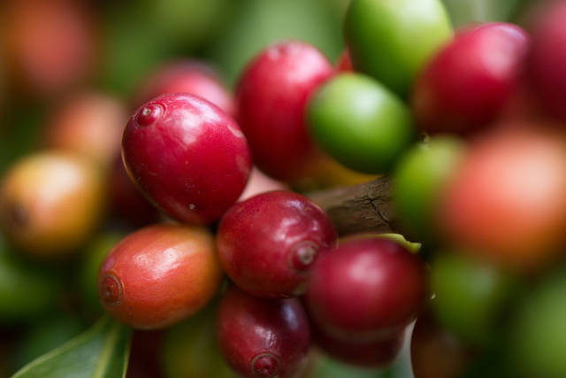 牙買加咖啡的主要出口份額