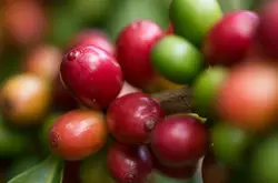 Mandheling曼特寧咖啡豆是怎麼分級的？