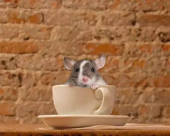 充滿老鼠的咖啡館，竟然這麼多人光顧？