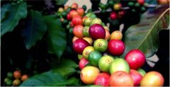 咖啡屬植物遺傳變異情況分析總結
