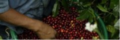 紅櫻桃計劃日曬耶加雪菲阿勒特蘭莊園口感風味描述香味特點介紹