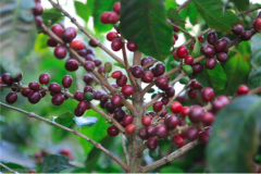 哥斯達黎加Tobosi託布什莊園卡杜拉紅蜜咖啡口感風味描述香味特點