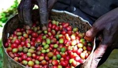 盧旺達咖啡評審日誌﹕馬鈴薯味瑕疵