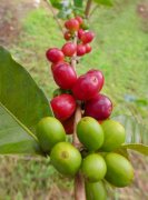 咖啡種植：遊尼加拉瓜咖啡莊園播種