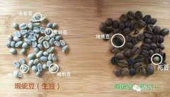 新鮮採收的咖啡生豆與陳年舊豆有什麼區別？