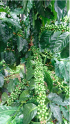 咖啡世界地圖——印尼咖啡豆種演變與栽種歷史