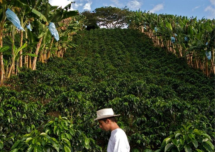 世界知名精品咖啡莊園拉米尼塔農莊西格里農莊杜蘭農莊高品質咖啡