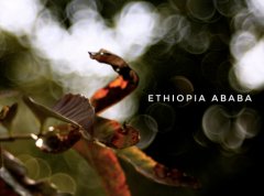 埃塞俄比亞 水洗 “阿巴巴”處理廠91.5分風味口感香氣描述