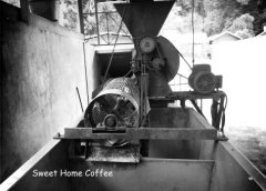 爪哇-迦佑區芭芭塔雅火山頂級爪哇咖啡＂86.5分＂風味口感香氣描