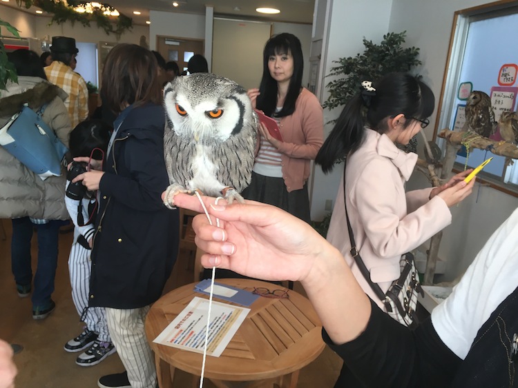 造訪名古屋這間可以親近貓頭鷹的可愛咖啡館！