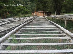 巴拿馬卡沙露易茲莊園有機認證水洗咖啡風味口感香氣描述